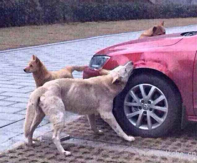 Cold knowledge of dogs and cars! -Talking about the Year of the Dog Cold knowledge of dogs and cars! -Talking about the Year of the Dog