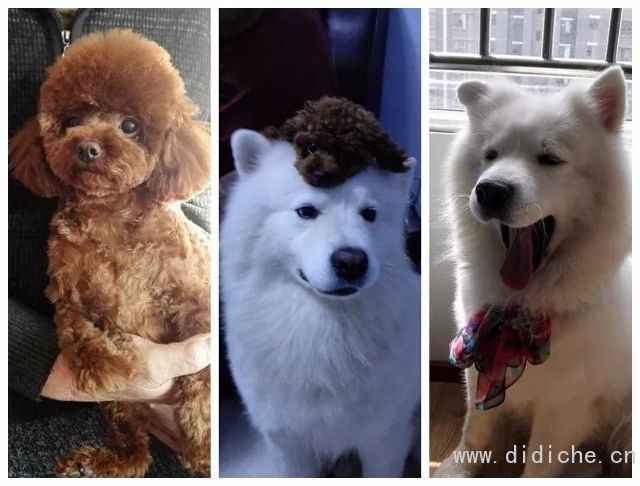 Cold knowledge of dogs and cars! -Talking about the Year of the Dog Cold knowledge of dogs and cars! -Talking about the Year of the Dog
