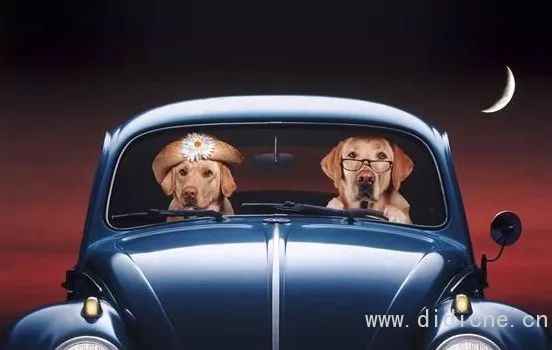 Cold knowledge of dogs and cars! -Talking about the Year of the Dog