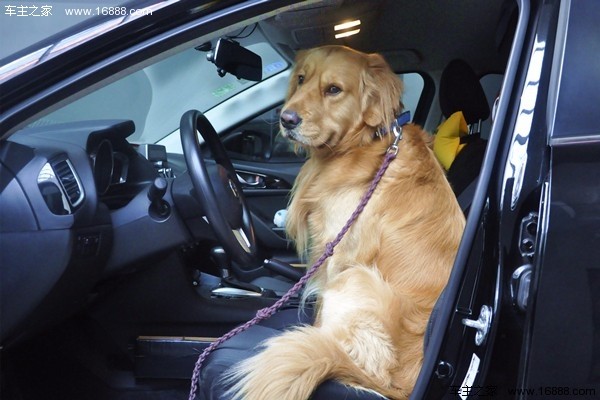 Köpeğinizi Yeni Yıl için eve gittiğinizde gidin diyen bir geziye nasıl getirirsiniz? Köpeğinizi Yeni Yıl için eve gittiğinizde gidin diyen bir geziye nasıl getirirsiniz?