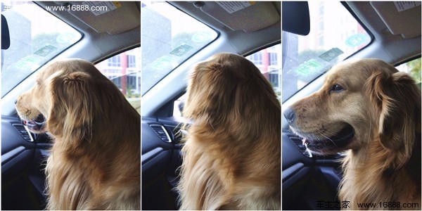 Köpeğinizi Yeni Yıl için eve gittiğinizde gidin diyen bir geziye nasıl getirirsiniz? Köpeğinizi Yeni Yıl için eve gittiğinizde gidin diyen bir geziye nasıl getirirsiniz?