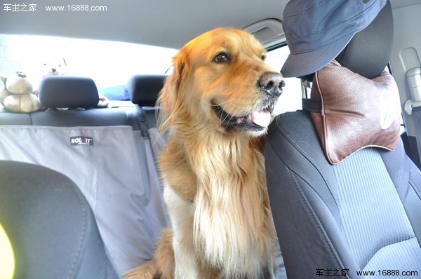 Köpeğinizi Yeni Yıl için eve gittiğinizde gidin diyen bir geziye nasıl getirirsiniz? Köpeğinizi Yeni Yıl için eve gittiğinizde gidin diyen bir geziye nasıl getirirsiniz?