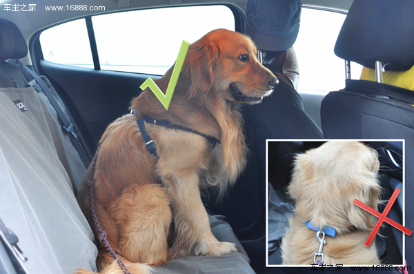 Köpeğinizi Yeni Yıl için eve gittiğinizde gidin diyen bir geziye nasıl getirirsiniz? Köpeğinizi Yeni Yıl için eve gittiğinizde gidin diyen bir geziye nasıl getirirsiniz?