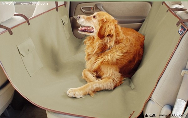 Köpeğinizi Yeni Yıl için eve gittiğinizde gidin diyen bir geziye nasıl getirirsiniz? Köpeğinizi Yeni Yıl için eve gittiğinizde gidin diyen bir geziye nasıl getirirsiniz?
