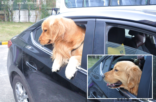 Köpeğinizi Yeni Yıl için eve gittiğinizde gidin diyen bir geziye nasıl getirirsiniz? Köpeğinizi Yeni Yıl için eve gittiğinizde gidin diyen bir geziye nasıl getirirsiniz?