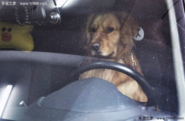 Köpeğinizi Yeni Yıl için eve gittiğinizde gidin diyen bir geziye nasıl getirirsiniz? Köpeğinizi Yeni Yıl için eve gittiğinizde gidin diyen bir geziye nasıl getirirsiniz?